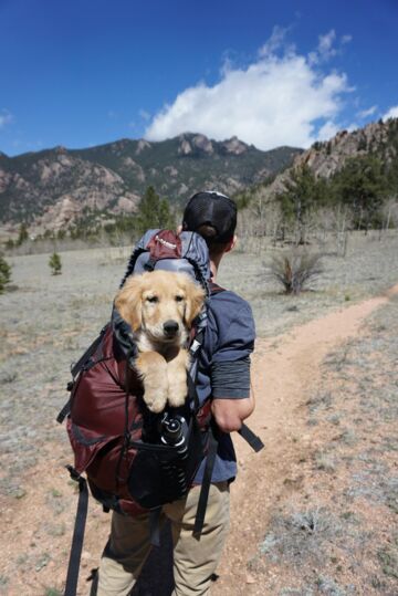 Reise mit Rucksack und Hund